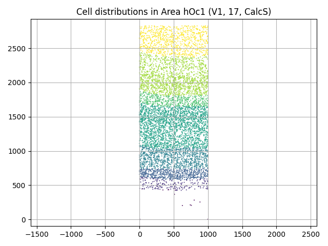 Cell distributions in Area hOc1 (V1, 17, CalcS)