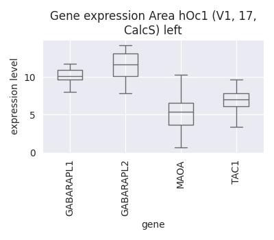 Gene expression Area hOc1 (V1, 17, CalcS) left